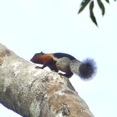Callosciurus prevostii