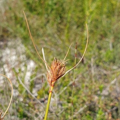 Juncaceae