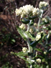 Pseudognaphalium biolettii