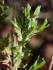 Ericameria ericoides