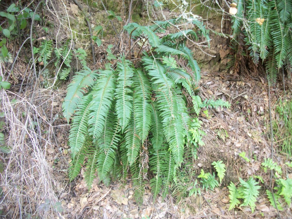 western sword fern from tanglewood path berkeley ca on February 18 ...