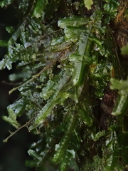 Pseudomalia webbiana