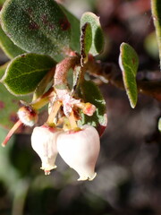 Arctostaphylos morroensis