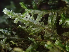 Pseudomalia webbiana