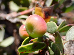 Arctostaphylos morroensis