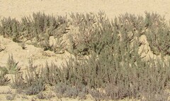 Halogeton glomeratus