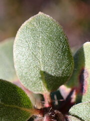 Arctostaphylos morroensis