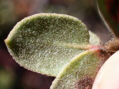 Arctostaphylos morroensis