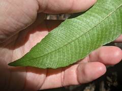 Grypothrix triphylla