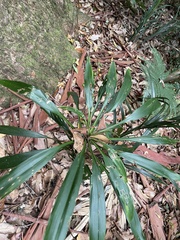 Cordyline rubra
