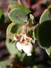 Arctostaphylos morroensis