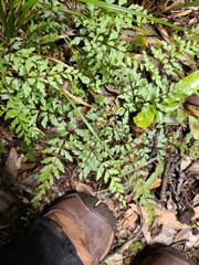 Lindsaea trichomanoides