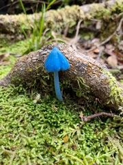 Entoloma hochstetteri