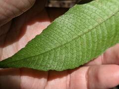 Grypothrix triphylla