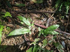 Grypothrix triphylla