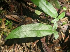 Grypothrix triphylla