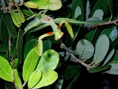 Chordodes formosanus