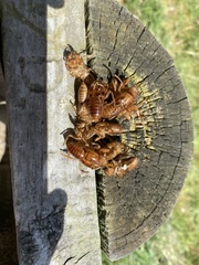 Amphipsalta zelandica