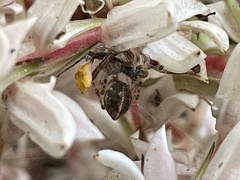 Theridion pyramidale