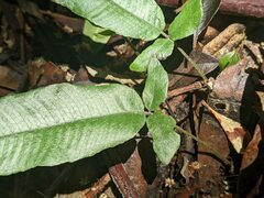 Grypothrix triphylla