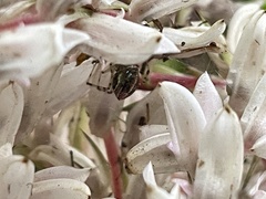 Theridion pyramidale