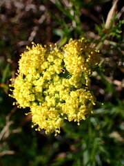 Lomatium caruifolium