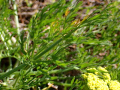 Lomatium caruifolium