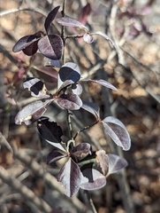 Ligustrum vulgare
