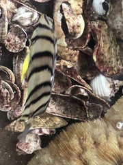 Chaetodon octofasciatus