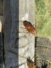 Amphipsalta zelandica