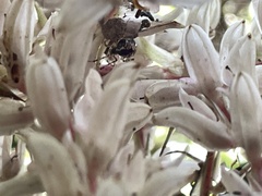 Theridion pyramidale