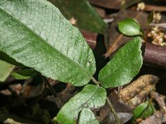 Grypothrix triphylla