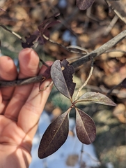 Ligustrum vulgare