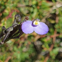 Comesperma calymega