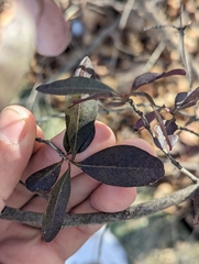 Ligustrum vulgare