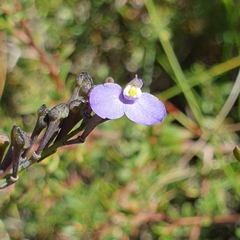 Comesperma calymega