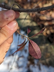 Ligustrum vulgare