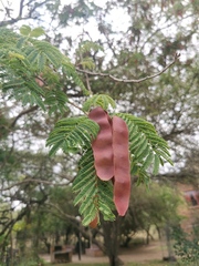 Albizia brevifolia