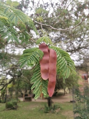 Albizia brevifolia