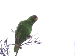 Amazona albifrons