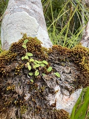 Bulbophyllum pygmaeum