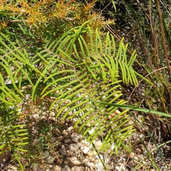 Gleichenia dicarpa