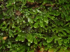 Riccardia chamaedryfolia