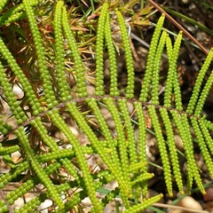 Gleichenia dicarpa