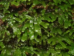 Riccardia chamaedryfolia