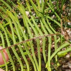 Gleichenia dicarpa
