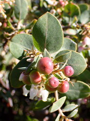Arctostaphylos osoensis