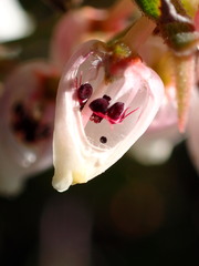 Arctostaphylos osoensis