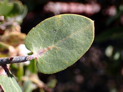 Arctostaphylos osoensis