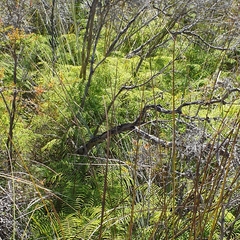 Gleichenia dicarpa